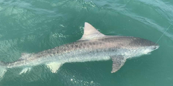 Premier Shark Fishing In Morehead City, NC